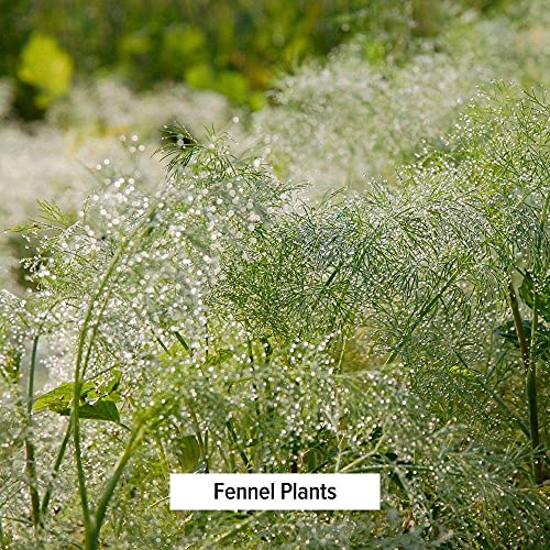 Banyan Botanicals Fennel Seed Powder - USDA Certified Organic, 1/2 lb - Foeniculum vulgare - Spice & Herbal Supplement for Digestive Comfort … - Thumbnail 4