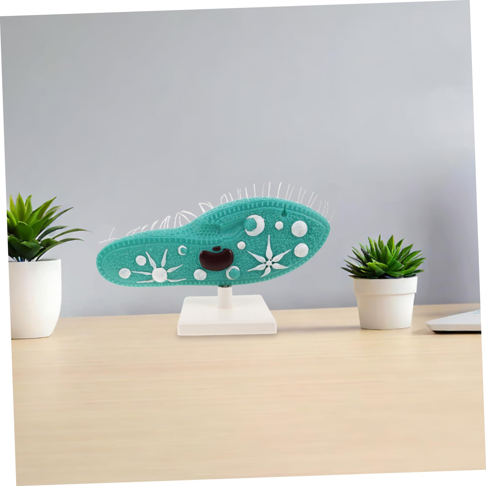 BESPORTBLE Modell mit Detailliertem Ziliendesign Pantoffeltierchen aus PVC Realistische Struktur und Ständer für Biologieunterricht und Naturwissenschaftliche Experimente im Klassenzimmer