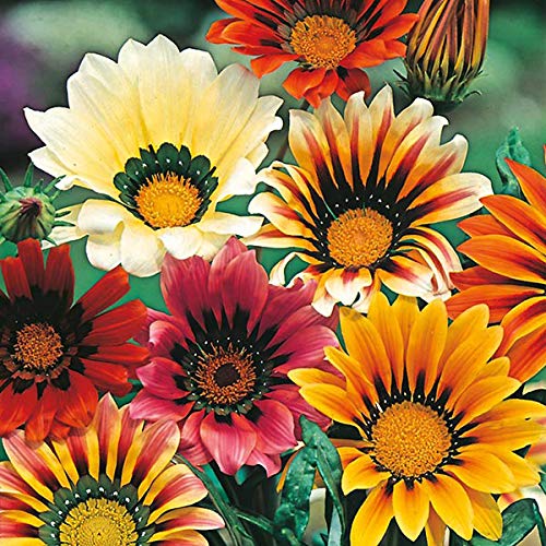 Audbhidhi Gazania Sunshine Garden Flower Seeds Mixed F1 Hybrid Flower Seeds pack of 50 seeds