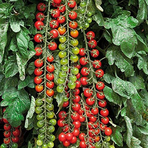JIGNISHASEEDS Tomato Heirloom Marglobe Seeds Home Gardening Vegetables (Pack Of 50 Seeds)