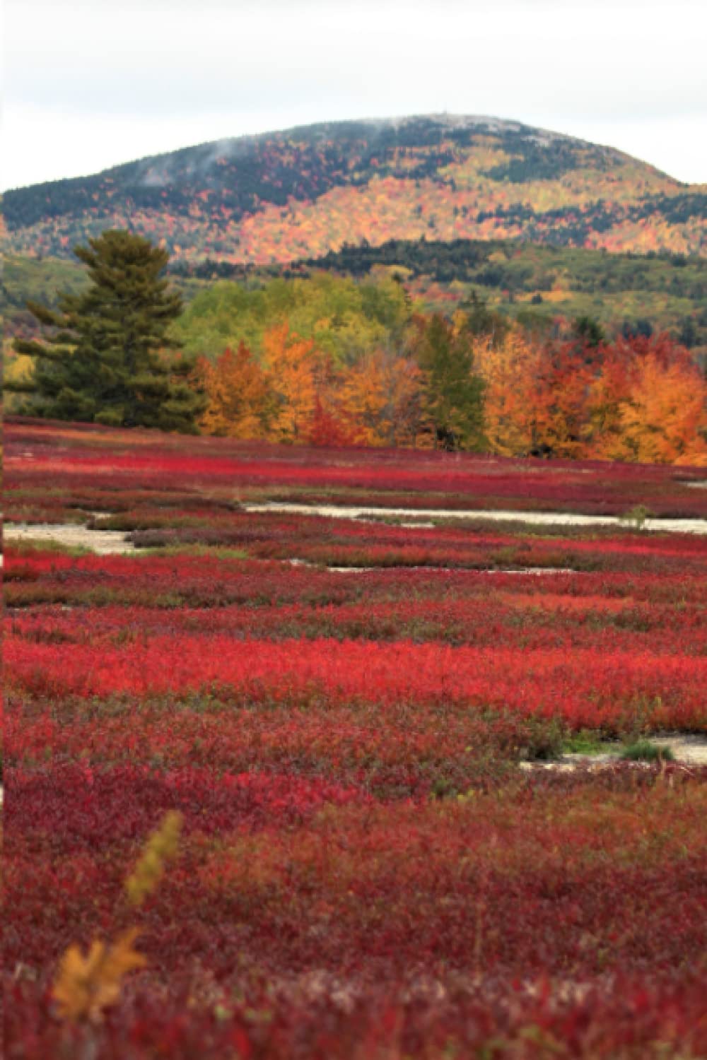 Maine Blueberry Fields in Autumn Nature Notebook: (110 blank, numbered pages, bright white) Tunk Mountain, Fall leaves in Maine, red blueberry fields, ... fall foliage, blueberry barrens, leaf peepers