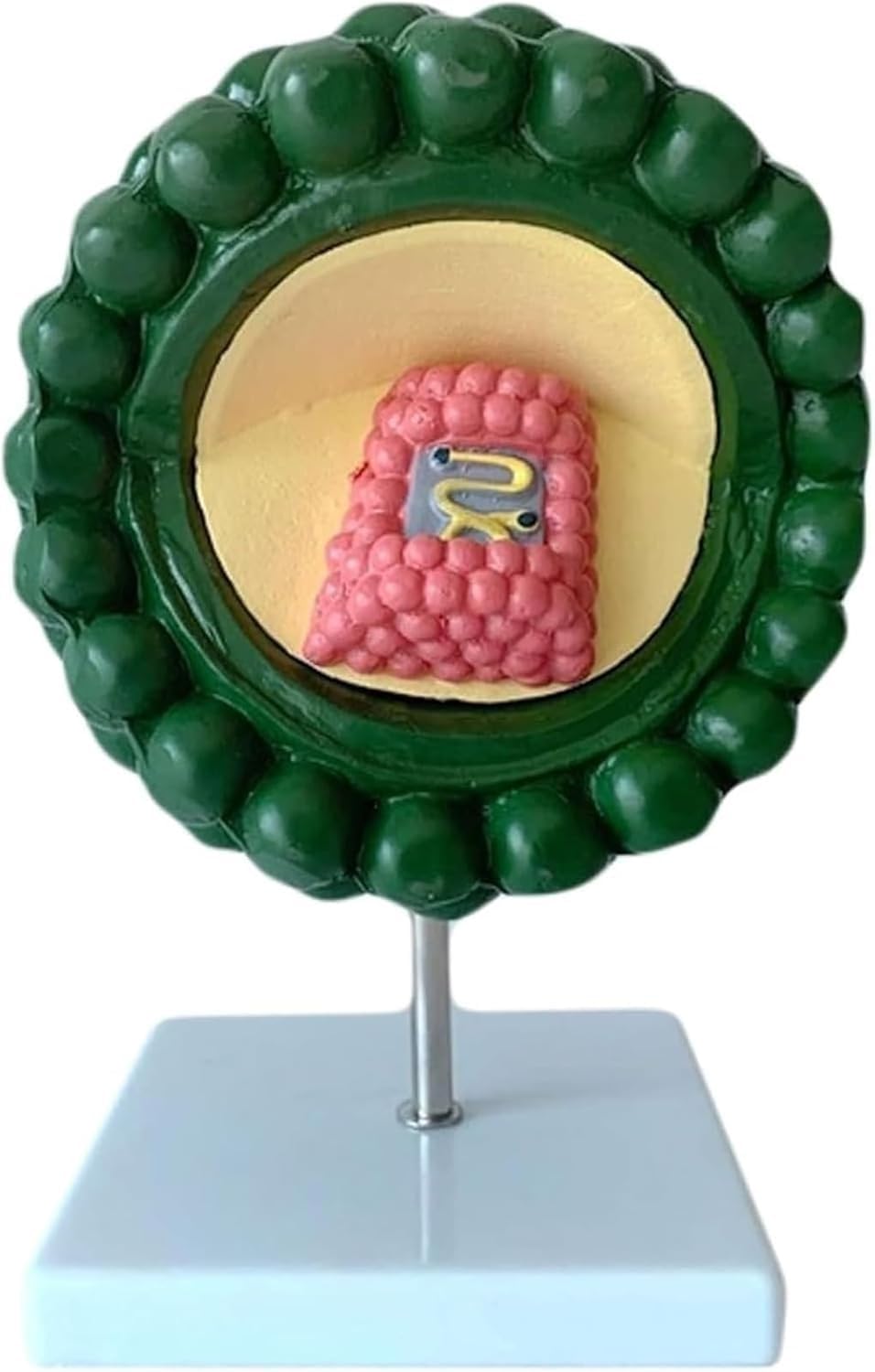 AIDS-Virus-Modell, vergrößertes anatomisches Modell der HIV-Virusstruktur, Demonstration der menschlichen zytopathischen Mikrobiologie, Lehrdisplay for medizinische Wissenschaftsausbildung