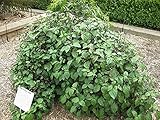 35 True Patchouli Shrub Fragrant Patchouly Pogostemon Cablin Herb Seeds AST Comb S H Easy to Grow, Plant, Seasons,: Only seeds