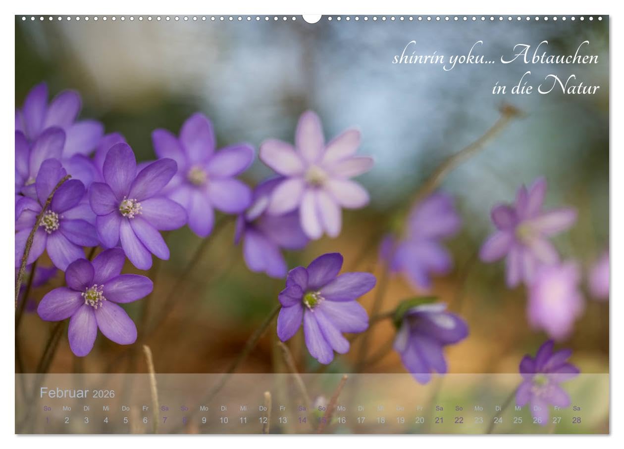 Shinrin yoku - Waldbaden 2026 (hochwertiger Premium Wandkalender 2026 DIN A2 quer), Kunstdruck in Hochglanz: Zwölf einladende Fotografien inspirieren ... abzutauchen (CALVENDO Gesundheit)