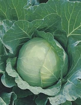 Cabbage Seeds- Golden Acre,25 Count COOL BEANS N SPROUTS Brand. Home Gardening.