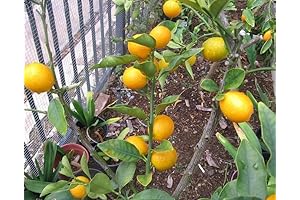 Sweet Round Kumquat Meiwa: Unleash the Fruits of Graft in Your Garden