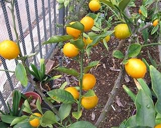 3 UNROOTED Cuttings/Scions/Budwood Sweet Round Kumquat Meiwa (Fortunella crassifolia) Graft/Root