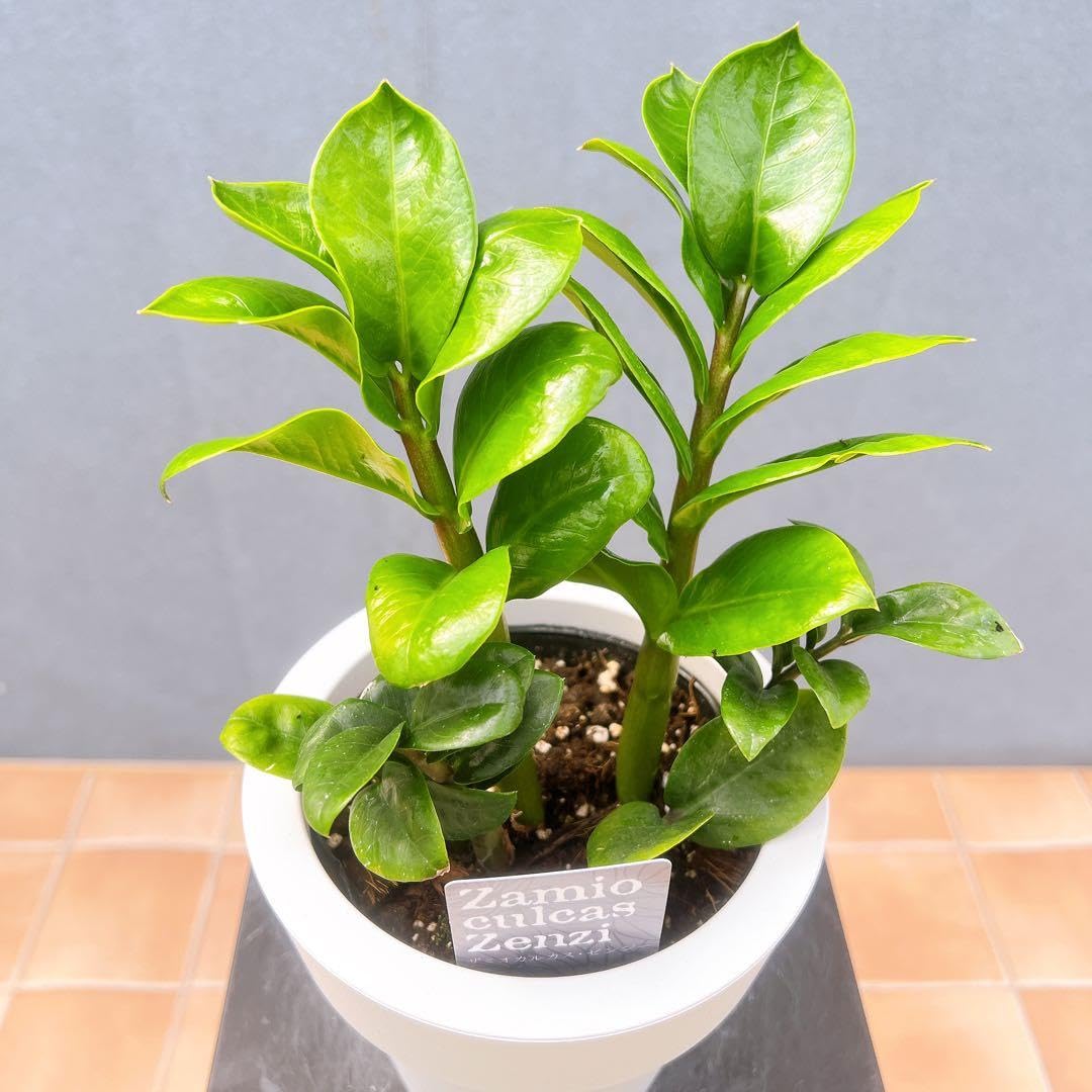 Amazon｜ザミオクルカス ゼンジー 34番 希少 観葉植物 インテリア