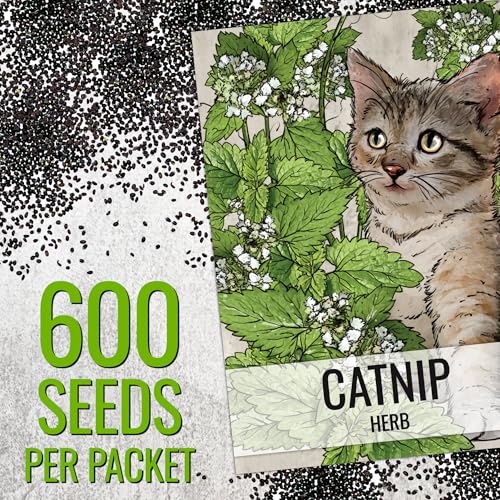 Seed Needs Catnip Seeds for Planting Nepeta cataria - Non-GMO Heirloom & Untreated Herb Seed to Plant & Grow an Outdoor Home Grown Garden (1 Pack) - Image 3