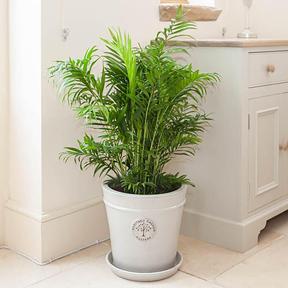 Yougarden Green Areca Palm In A 20Cm Pot, 90Cm Tall House Plant