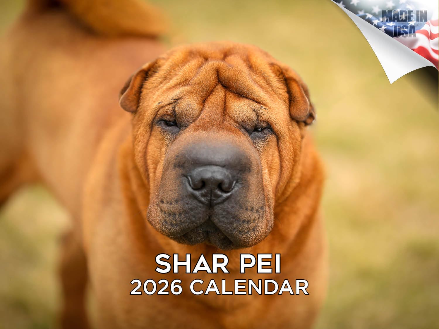 Calendario 2024 2025 Shar Pei – Calendario mensile da parete con razza canina – 30,5 x 45,7 cm aperto – carta spessa senza sbavature – regalo – calendario per insegnanti accademici per organizzare e
