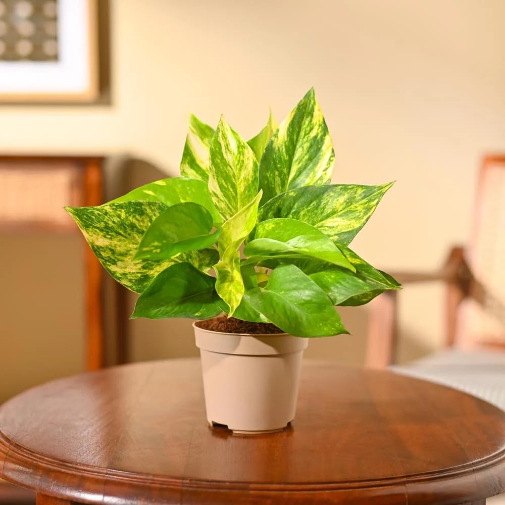 Ugaoo Variegated Money Plant - Self Watering -18