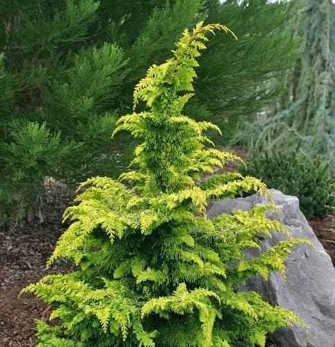 Golden Fernleaf Hinoki False Cypress - Live Plant - (2.5 QT)