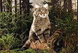 Kosen Wildcat - Exquis & Collection Jouet Doux Kösen - 33cm - 6560