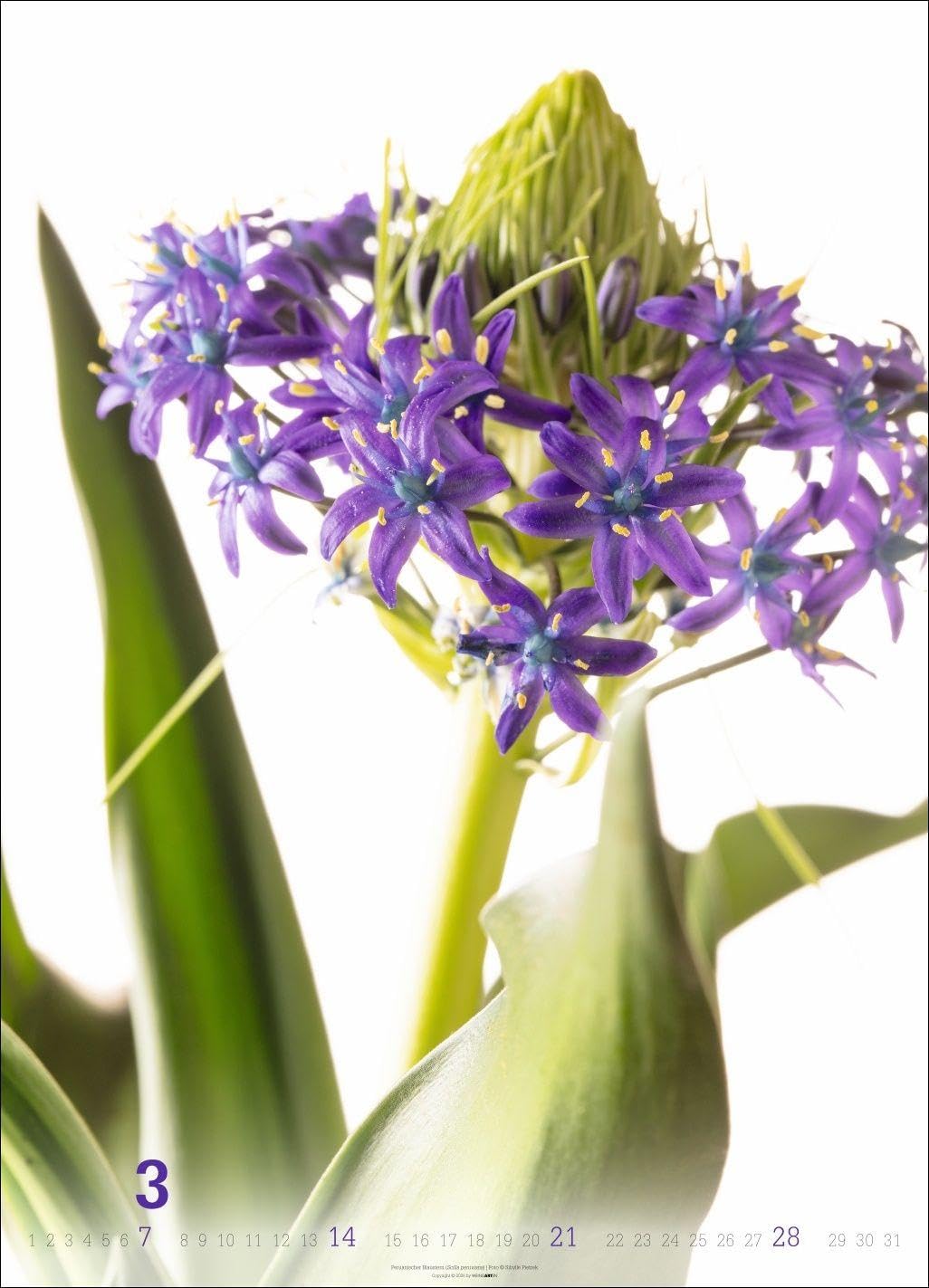 Blütenbilder Kalender 2027: Großer Jahres-Wandkalender mit stilvollen Fotos prachtvoller Blüten. Blumen-Kalender für die Wand. 49 x 68 cm. Hochformat