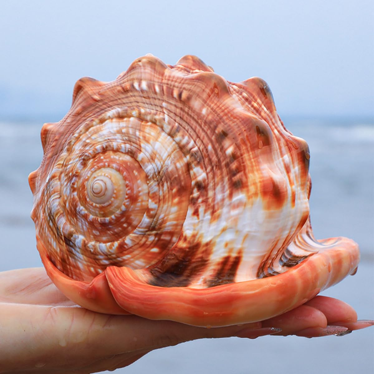 Amazon.co.jp: 大きな天然貝殻、巨大な海洋希少巻貝 11~15 cm 貝殻