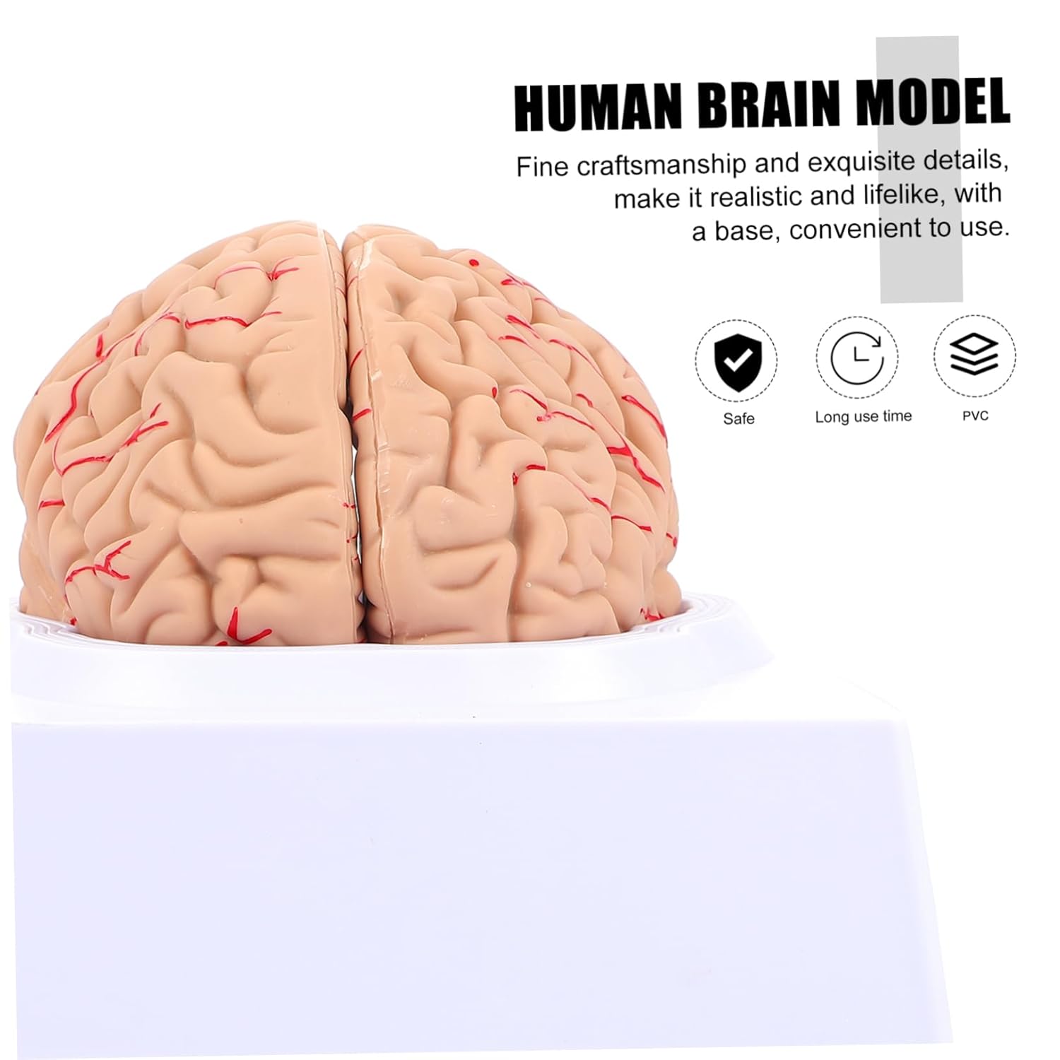 1Pc Anatomy Cranial Model Scientific Brain Model for Medical Research and Teaching Construction Detailed Part Structure for Education
