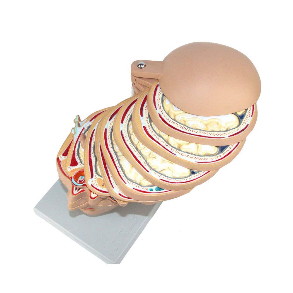 Medical Human Head Cross Section Model, Head Cross Section Tomographic Horizontal Section Model, Brain Model
