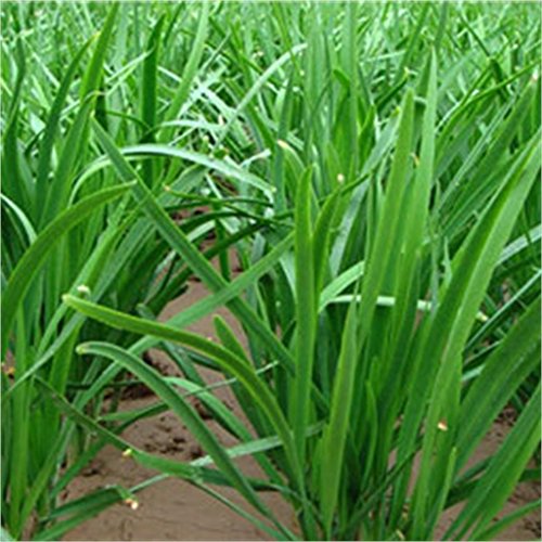 200 Chinois Ciboulette Non génétiquement modifiées Graines Vert Biologique Cover