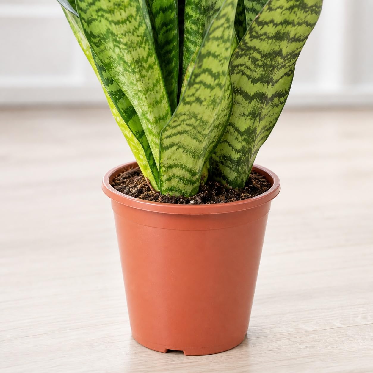Sansevieria zeylanica Chancelière Hauteur env. 65 cm Diamètre du pot 17 cm