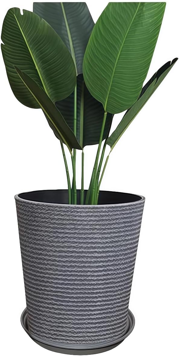 極美品　希少種アグラオネマ　アンダマン産　ピクタムトリカラー 極美品 希少種アグラオネマ アンダマン産 ピクタムトリカラー 発