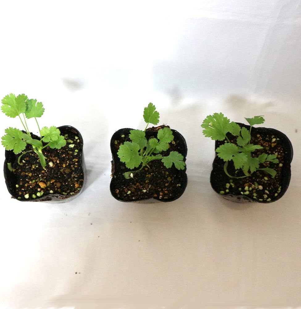 Amazon パクチーの苗 お買い得3個セット 品種 晩抽性コリアンダー エスニカン 野菜苗 9cmポット 3個セット 晩抽性の品種なので 花が咲くのが遅く長期間収穫可能です 香菜シャンツァイ コリアンダーとも呼ばれます ポット苗なのでほぼ年中植付け可能 自社農場 Amazon パクチーの苗 お買い得3個セット 品種 晩抽性コリアンダー エスニカン 野菜苗 9cmポット 3個セット 晩抽性の品種なので 花が咲くのが遅く長期間収穫可能です 香菜シャンツァイ コリアンダーとも呼ばれます ポット苗なのでほぼ年中植付け可能 自社農場
