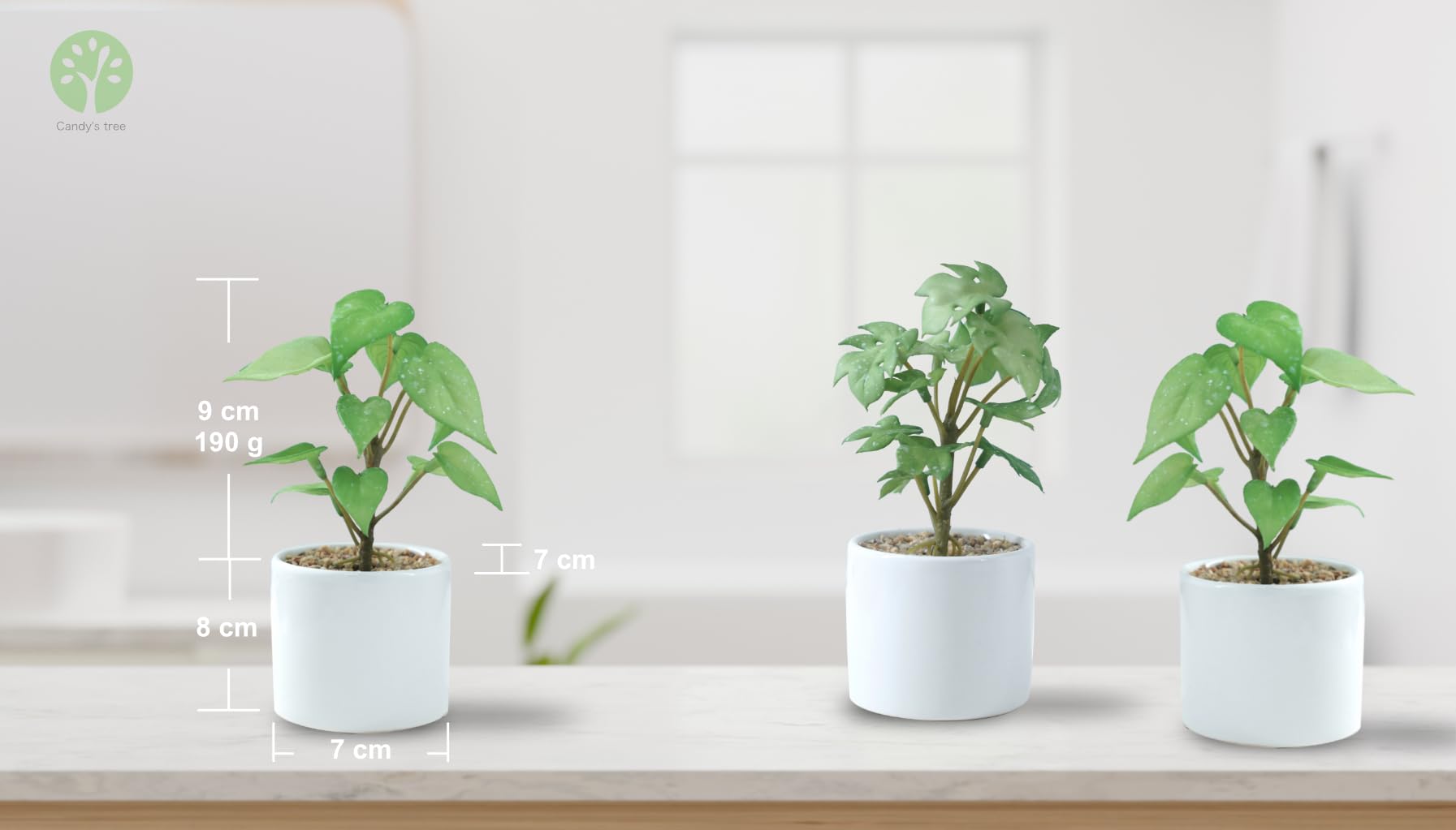 ナツメヤシ 棗椰子 3株脇芽 観葉植物 大型ポット 健康的な根元 