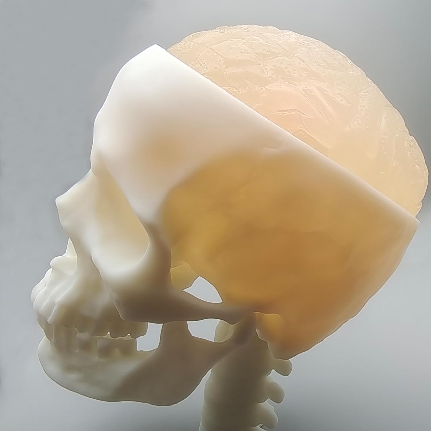 Ultrasonic Puncture Skull Cerebrum Model, Simulated Ultrasound Skull Cerebrum Exploration, Skull Cerebrum Ultrasound Scanning And Positioning During Surgery, Neurosurgical Ultrasound Scanning Training