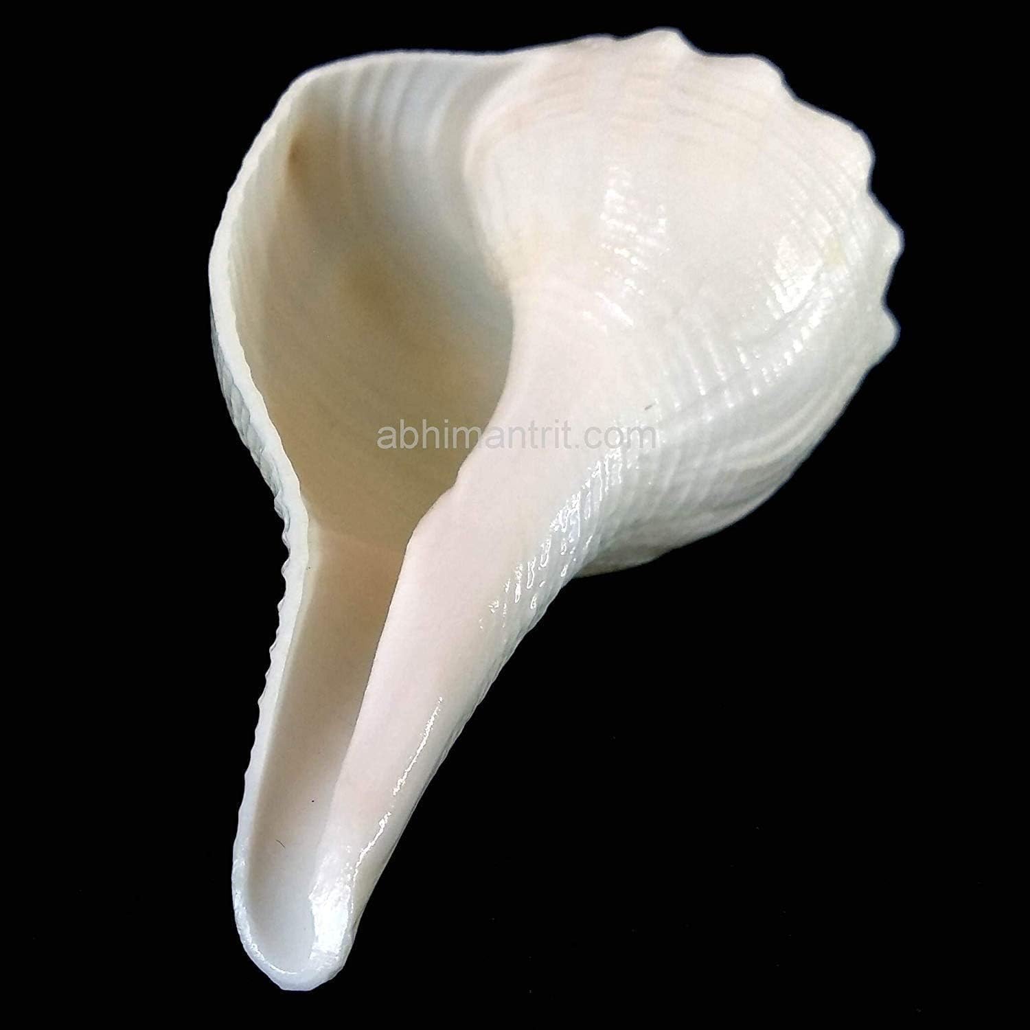 SANGRIA Abhimantrit Dakshinavarti Shankh Natural White Valampuri Sangu Pooja Shank - 2 Inch