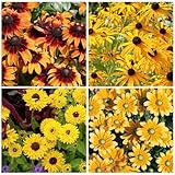 400+ Black Eyed Susan Seeds for Planting - Perennial Yellow Flowers, Ideal for Garden & Wildflower Landscapes