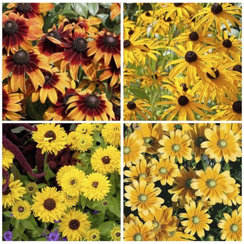 400+ Black Eyed Susan Seeds for Planting - Perennial Yellow Flowers, Ideal for Garden & Wildflower Landscapes
