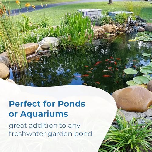 Toledo Goldfish Classic Comet Goldfish: Live Goldfish with a Variety of Sizes for Ponds, Tanks, and Aquariums - 3-4 inches, 25 Count - 3