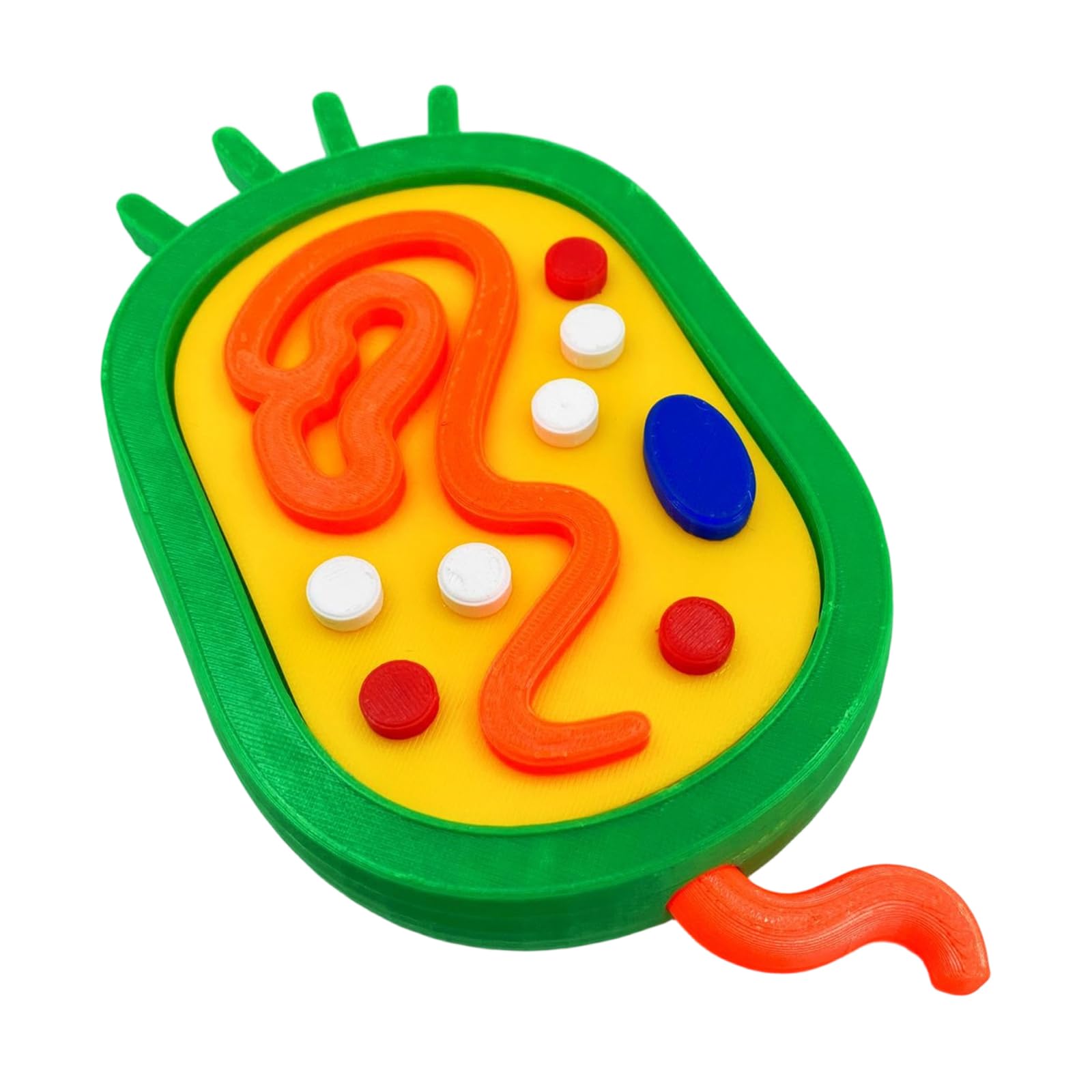 Modelo anatómico de células vegetales de animales, biología, aula, enseñanza, animal y modelo para ayuda de enseñanza de laboratorio