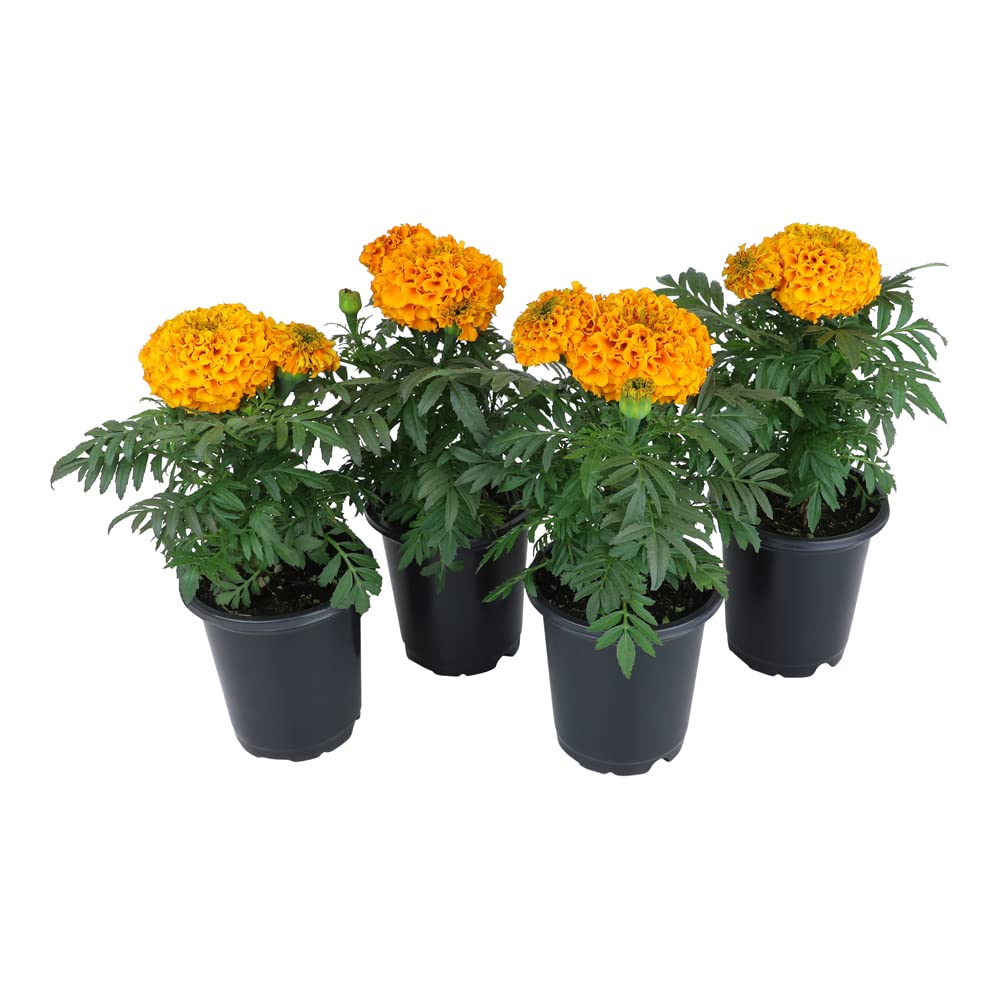 Aztec Marigold Live Plants