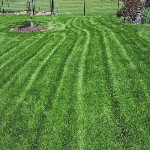 Image of Korean Nilgiri Imported Lawn Grass seeds for Home and Gardening (Pack of 400 grm)