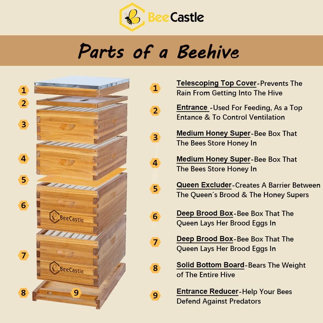 BeeCastle 8 Frame Langstroth Bee Hive Coated with Beeswax Includes Beehive Frames and Waxed Foundations (2 Deep Boxes & 2 Medium Boxes)