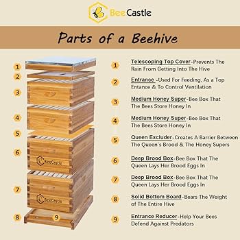 BEEHIVE（蜂の巣）　カイフランク 61UMaIRPBHL._UF1000,1000_QL80_.jpg