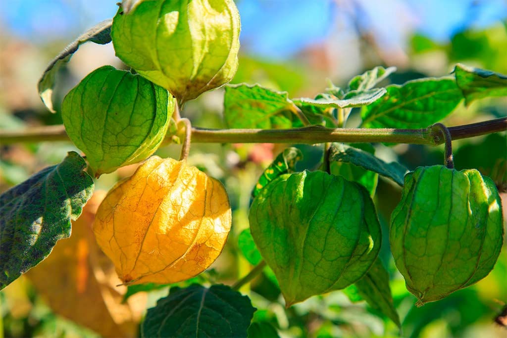 Creative Farmer Golden Berry Medicinal Plant ഞെട്ടാമണി (Physalis Peruviana) Exotic Fruit Healthy Live Plant (Healthy Live Plant) (B09SDC61N7) Amazon Price History, Amazon Price Tracker