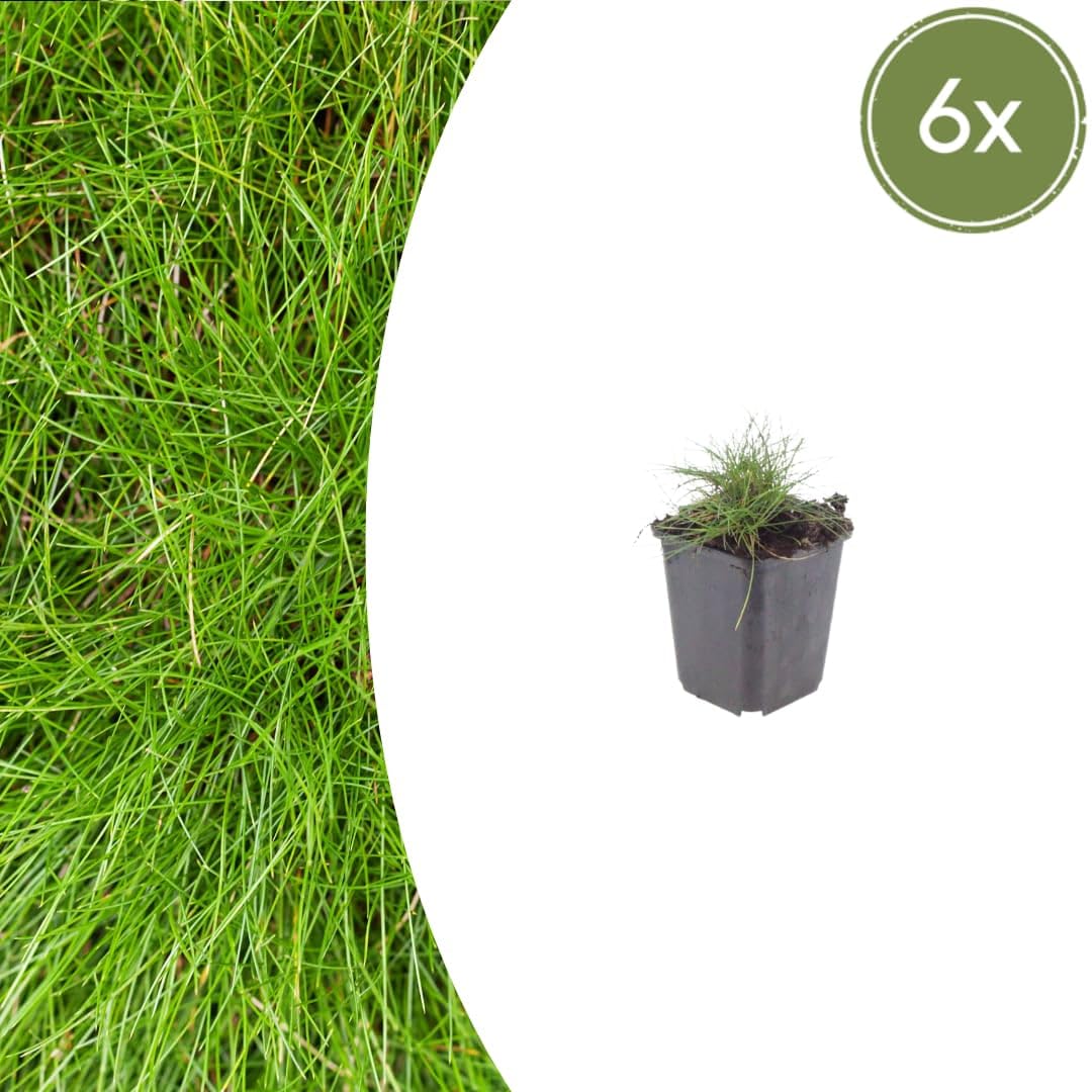 Festuca gautieri Kostrzewa ozdobna, 24 rośliny, Ø 9 cm, wysokość 10-25 cm, zimozielona trawa ozdobna – łatwa w pielęgnacji i przyjazna dla wysuszenia, do grządek i ogrodu skalnego