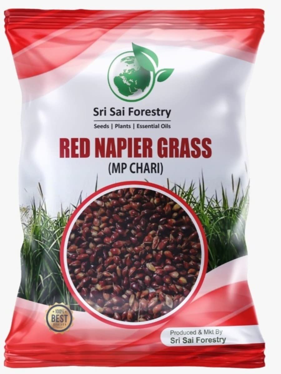 SRI SAI FORESTRY Red Napier Grass Seeds for Goat - 500G (B0CD5Y65QZ) Amazon Price History, Amazon Price Tracker