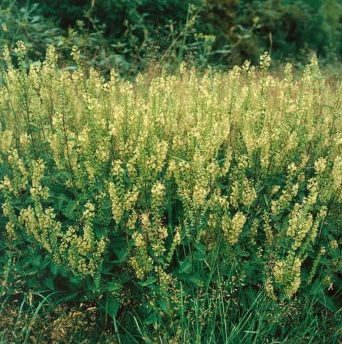 Teucrium scorodonia 9x9 cm Topf – Winterhart, Mehrjährig, Pflegeleicht – Eichenblättriger Gamander – Staude für Beet & Naturgarten
