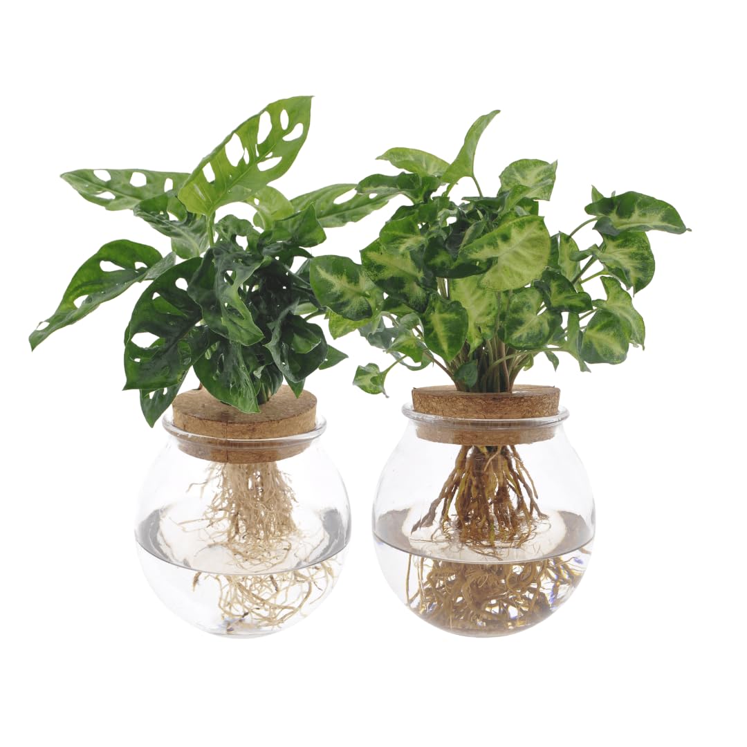 Set di piante idroponiche – Bolglas Duo con Monstera Adansonii & Syngonium Green – Ø 12 cm – 12 – 30 cm – 2 piante acquatiche in vetro – Verde decorativo per casa e ufficio