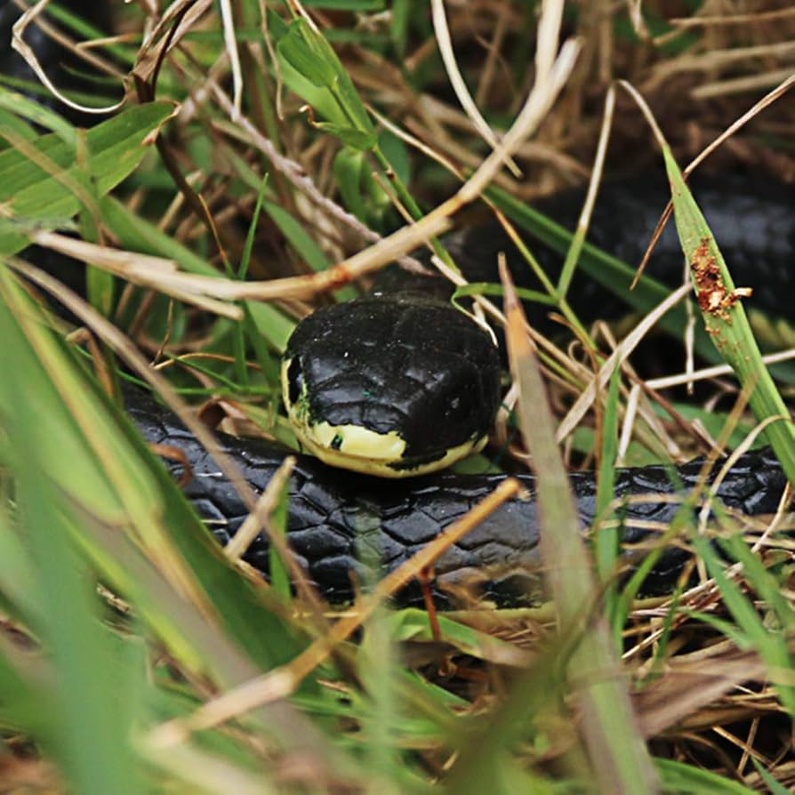 フィギュア　ヘビ　ブラック　45cm フィギュア ヘビ ブラック 45cm