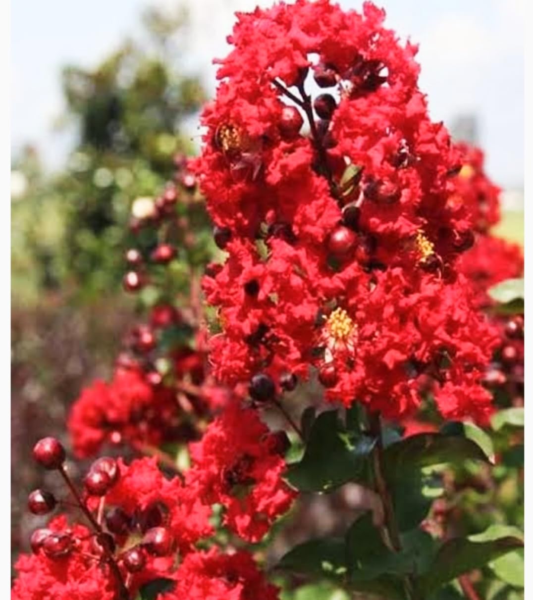 Nandini Garden Red Colour Sawani Jarul Crepe Myrtle Lagerstroemia Indica Flower 1.5-2 ft (B0C7J98V1B) Amazon Price History, Amazon Price Tracker