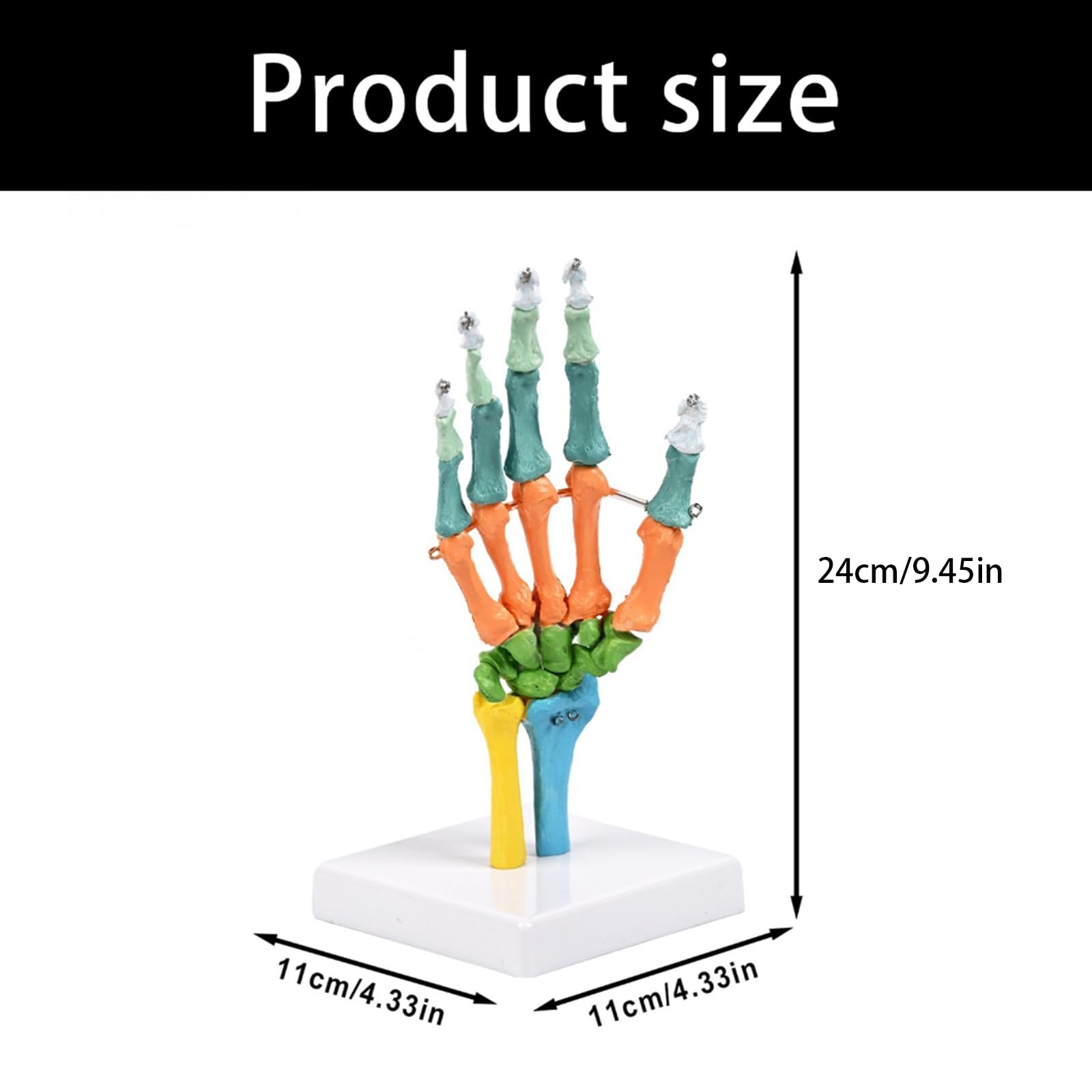 Scheletro umano a grandezza naturale, modello anatomico con articolazioni mobili, modello osso manuale codificato a colori per lezioni aule, strumento studentesco