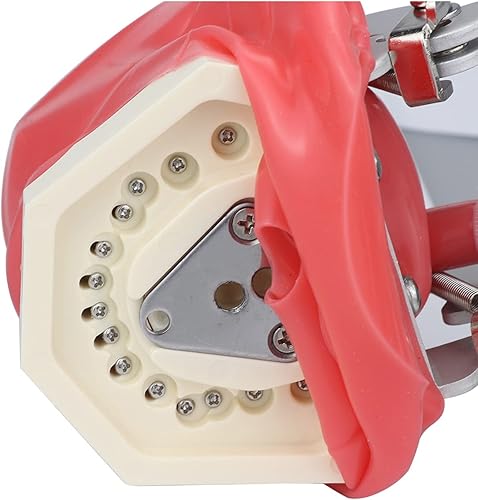 Miniatura 7 de Simulador dental Nissin Manikin Phantom Head Dental Phantom Head Modelo Banco de montaje para Dentista Educación