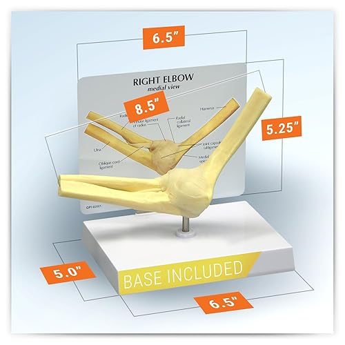 Vista 15 de Modelo anatómico de huesos y articulaciones de pie y tobillo