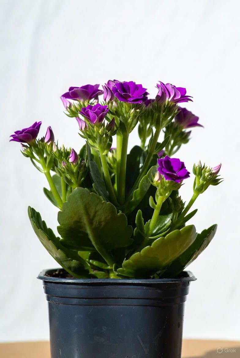 Live Purple Hybrid Kalanchoe Plant – Premium Blooming Succulent | Vibrant Purple Flowers, Easy-Care Indoor Houseplant | Long-Lasting Blooms for Home Décor, Office & Gifting |-image-44