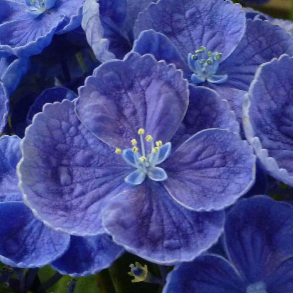 Amazon.co.jp: Iihana Dot Com Hydrangea in Early Summer