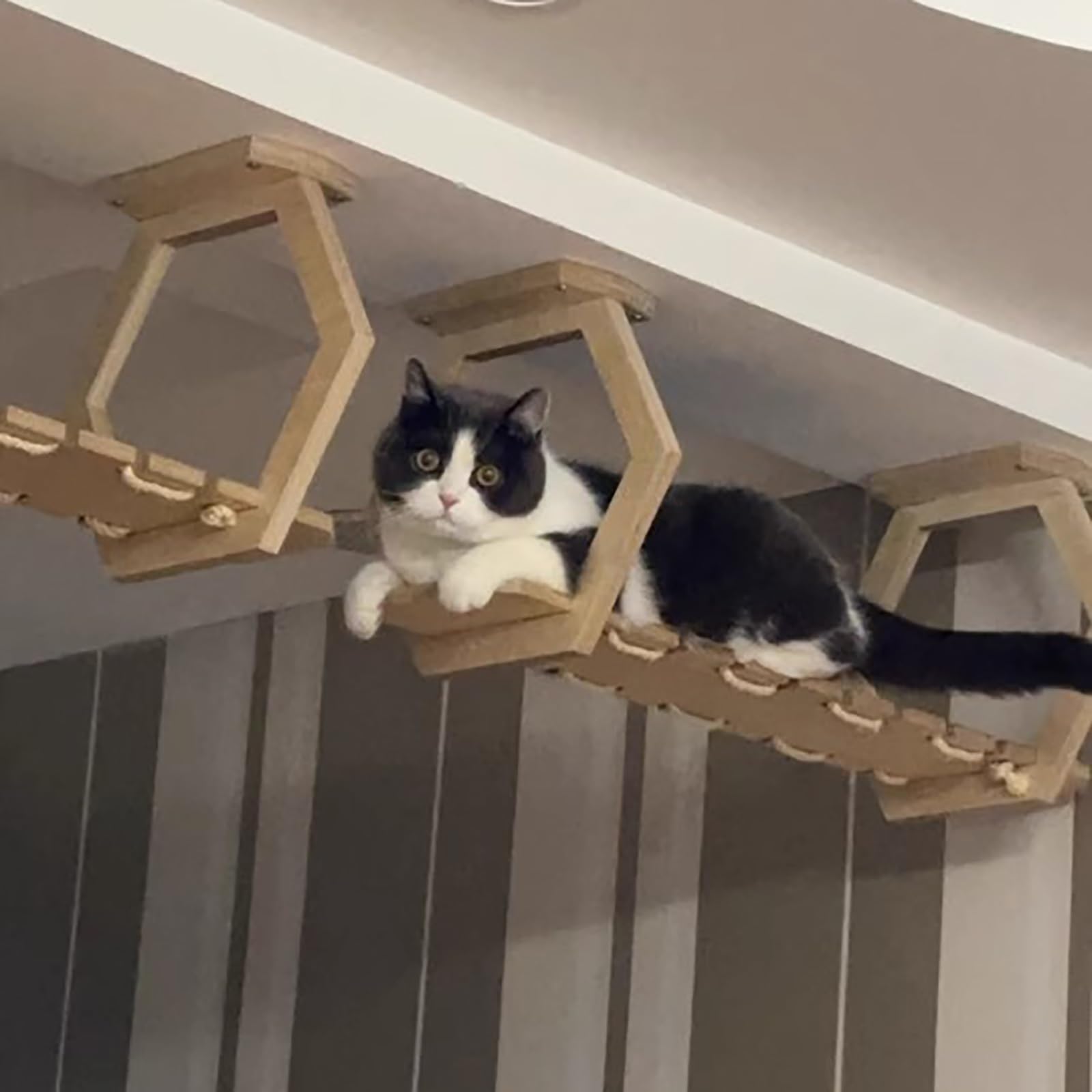 2 Mensole per Gatti, Corridoio Del Cielo, Percorso Gatti da Parete, Fai da Te Freedom Assembly